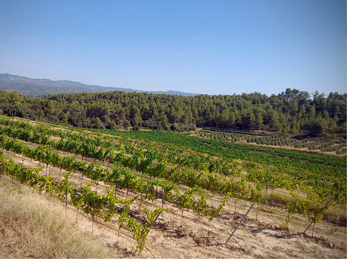 Vineyard visit